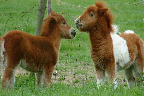 Razas de ponis