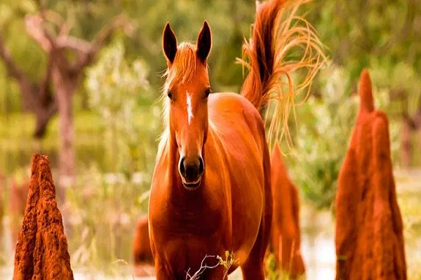 Como es el Caballos brumby