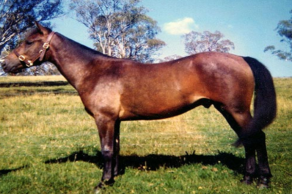 Rasgos del caballo