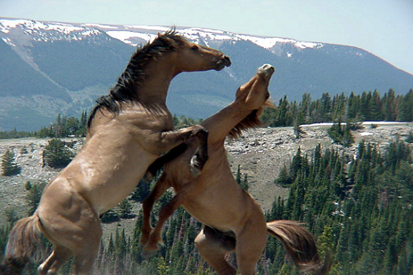 Caballo de przewalski