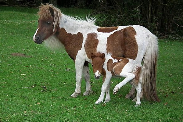 Características de la razas de ponis