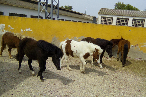 Manada de ponis