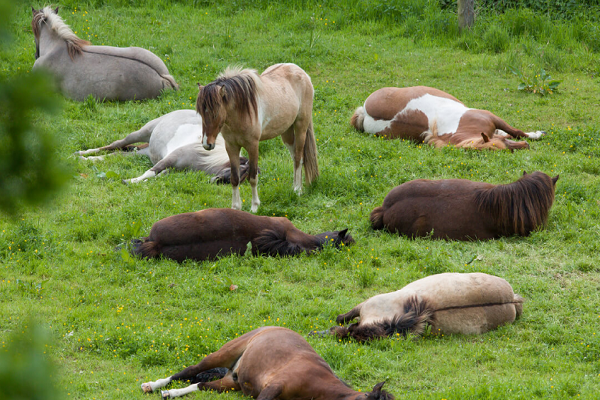 ¿Cuántas horas duerme un caballo?