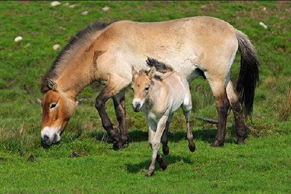 Cuidados del caballo 