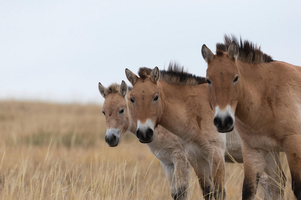 Caballo de przewalski