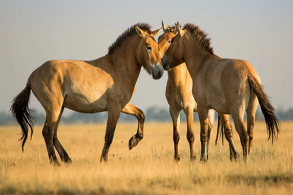 Caballo de przewalski