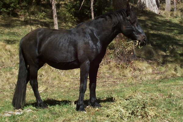 Caballos negro brumby
