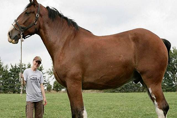 El caballo más grande del mundo