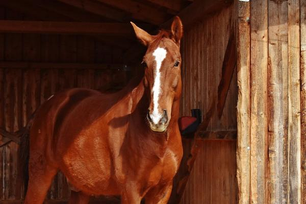 Nombres de caballos