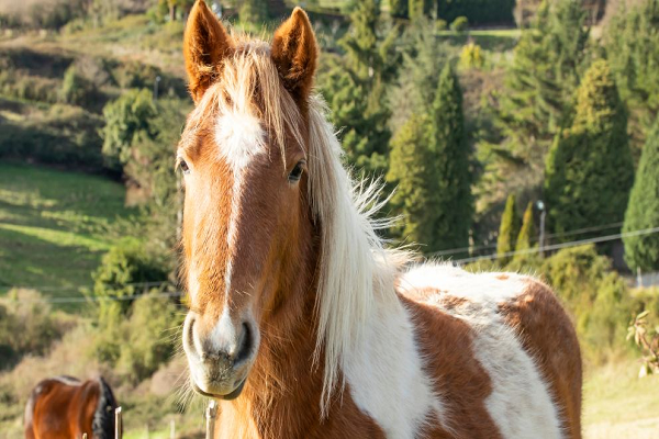 Nombres de caballos