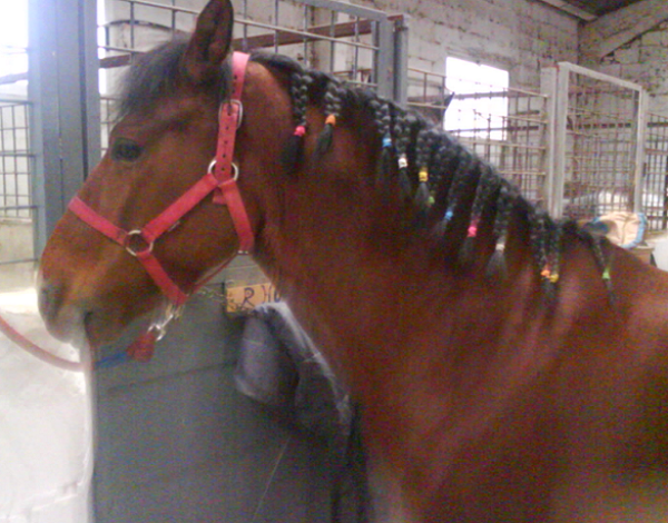 Cómo quitar garrapatas a un caballo