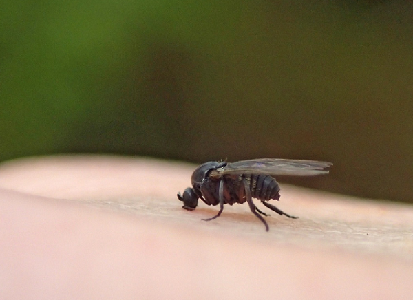 Enfermedades producidas por las moscas 