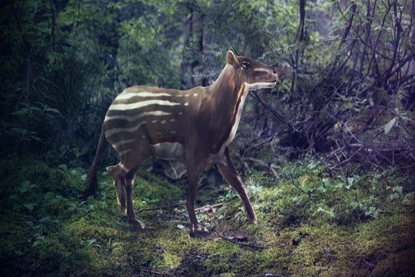 ¿Por qué evolucionó el caballo?