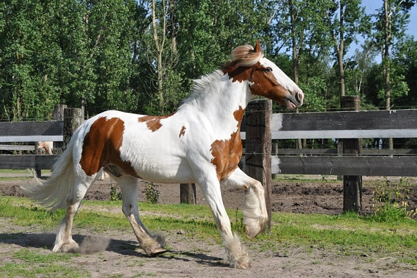 Hasta que edad viven los caballos 