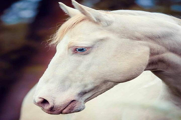 Razas de caballos albinos