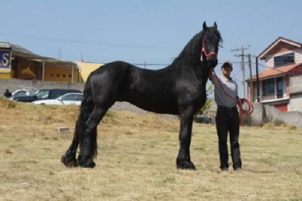 caballo mas grande del mundo	 raza
