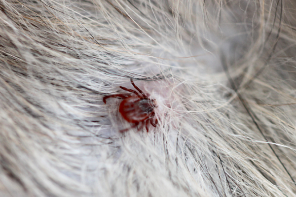 Cómo quitar garrapatas a un caballo