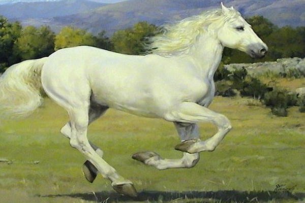 Esperanza de vida de un caballo
