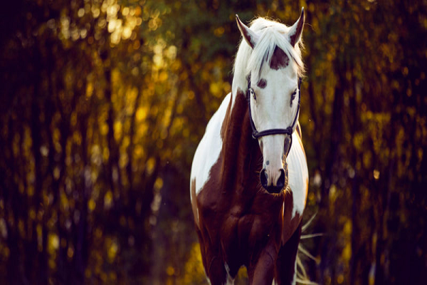 Hasta que edad viven los caballos 