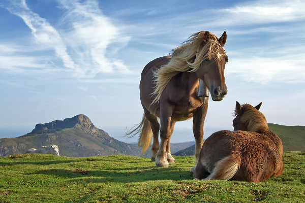 Evolución del caballo biología