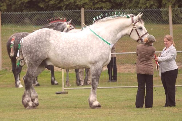 Como son los caballos más grandes del mundo 