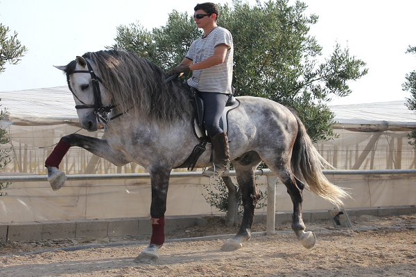 Como enseñar a bailar a un caballo paso a paso