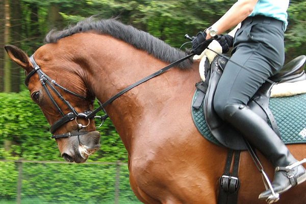 nombres de accesorios para caballos