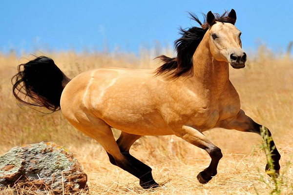 50 millones de años de su evolución