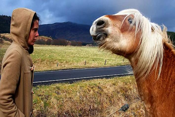 Tratamiento del miedo a los caballos