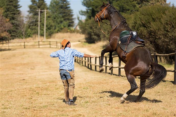 Como controlar un caballo