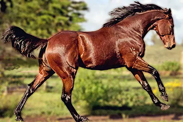 Caballo de carrera eclipse