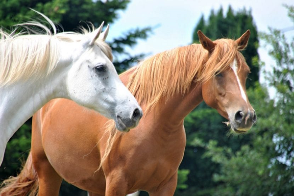 Ejemplos de nombres para caballos macho