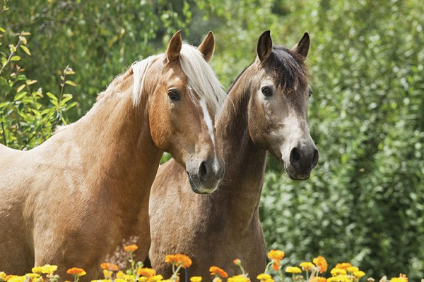 Historias de caballos de carreras