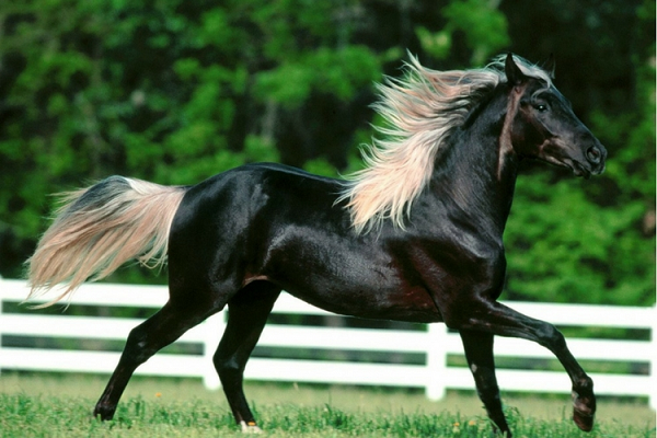 Caballos de raza