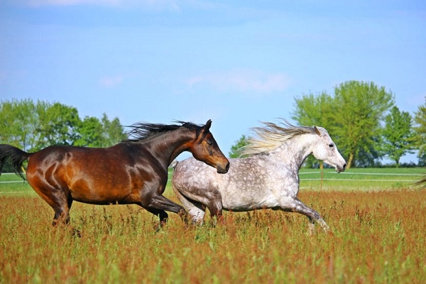 Que color es el caballo zaino