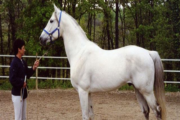 El caballo y su dueña