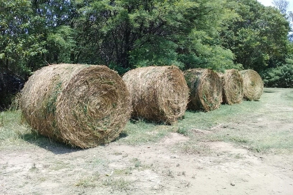La alfalfa tiene bajo contenido de almidón y azúcar 