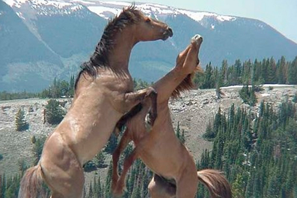 Caballos en apareamiento