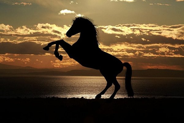 ¿Cuál es el significado del caballo?