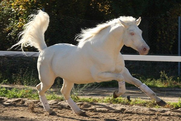 Que es un caballo albino