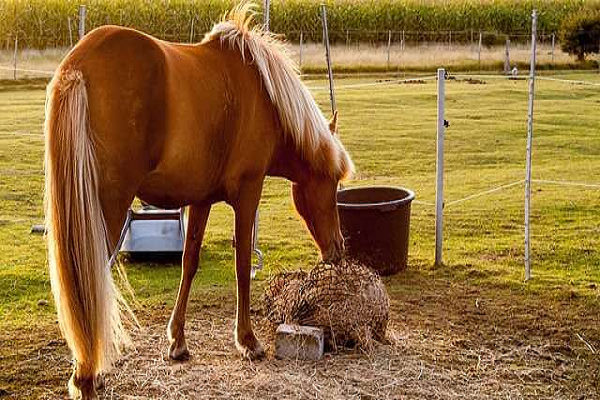 Cuanto come un caballo al mes