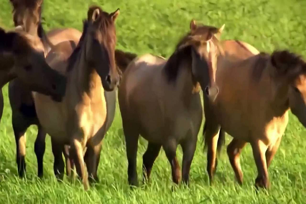 Cuanta comida necesita un caballo