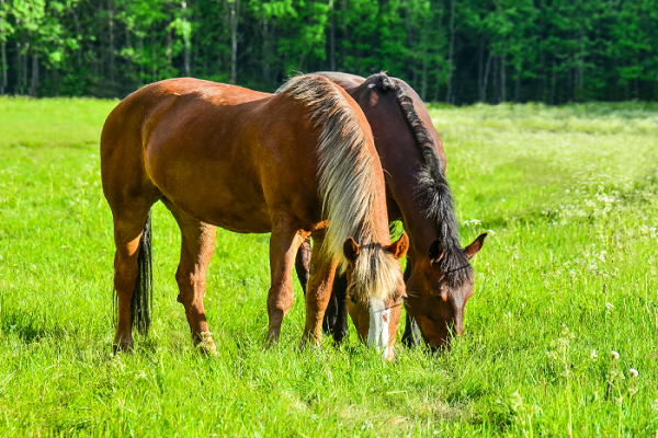 Que comen los caballos