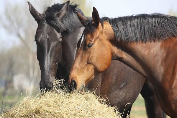 Que cantidad de pasto como un caballo