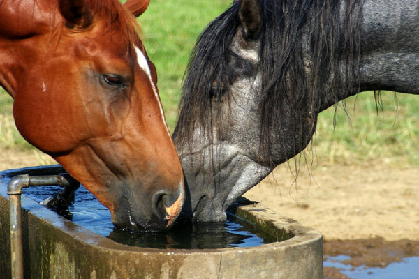 ¿Qué cantidad de agua bebé un caballo al día?