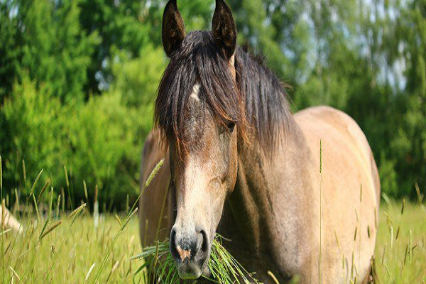 Que cantidad de pasto como un caballo
