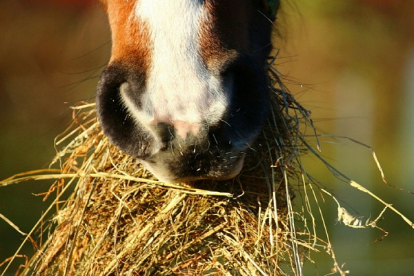 ¿Cuál es el mejor pasto para los caballos?