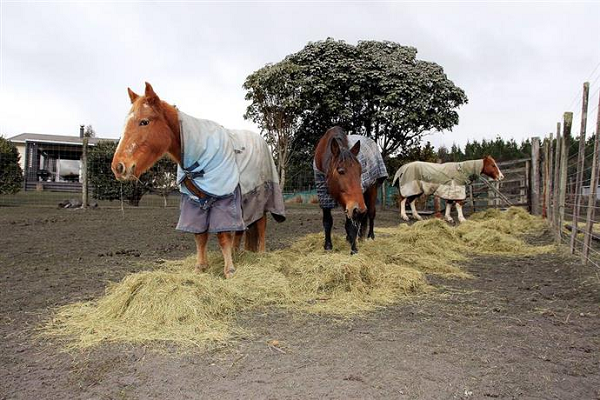 ¿Qué cantidad de agua bebé un caballo al día?