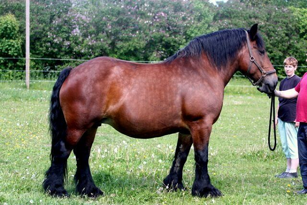 Raza de caballo Ardennes
