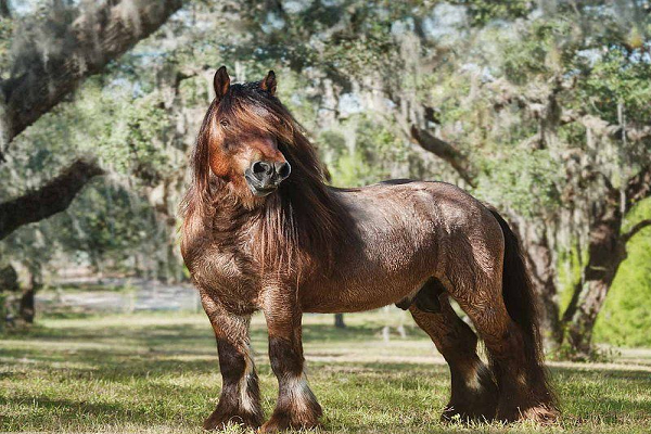 Origen del caballo Ardennes 